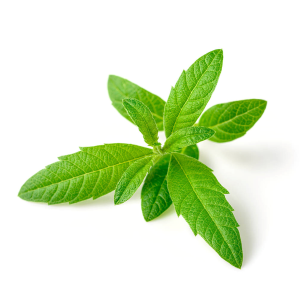 檸檬馬鞭草香材,結合檸檬清香與綠意草本氣息