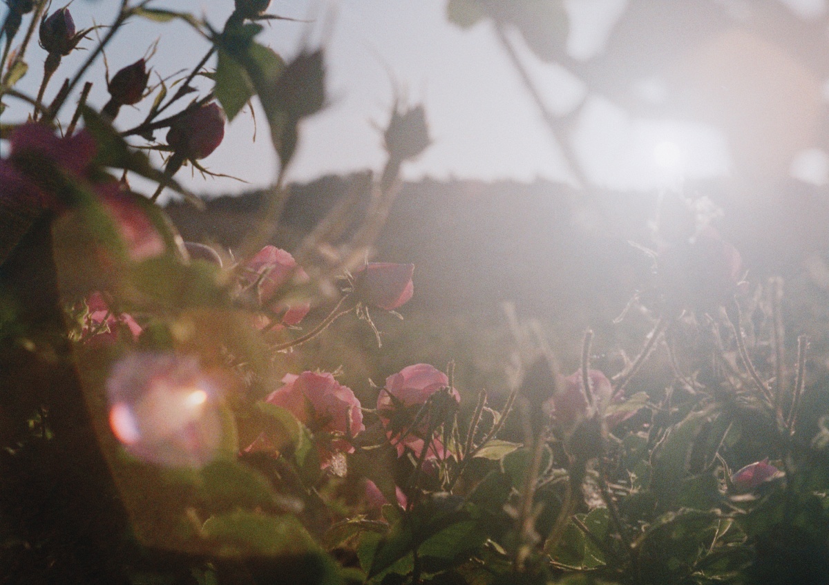 此張照片透過鏡頭呈現玫瑰花的立體感與光影層次